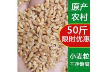 小麥粒農(nóng)家麥粒帶皮雞鴨鳥(niǎo)糧鴿子飼料50斤食用釣魚(yú)餌芽糖榨汁磨粉