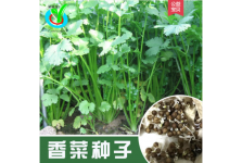 四季香菜種子 農(nóng)田菜園可陽臺(tái)盆栽易種香味濃郁早熟芫荽蔬菜籽