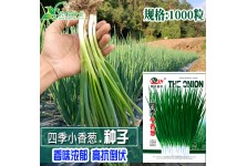 四季小香蔥種子 大田菜地大棚種植高產(chǎn)抗倒小香蔥子盆栽四季種植