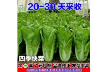 四季快菜小白菜種子20天采收蔬菜種子早熟菜種孑籽種陽臺(tái)庭院大全