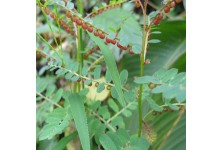 葉下珠珍珠草野生中草藥材藥用花卉綠植物L(fēng)庭院室內(nèi)陽臺(tái)盆栽種植